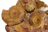 Jurassic Ammonite and Oyster Fossil Cluster #358322-1
